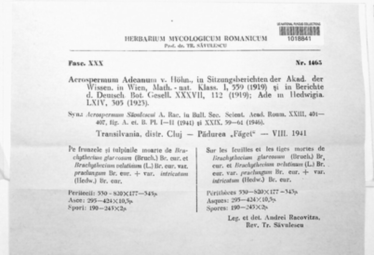 Acrospermum adeanum image